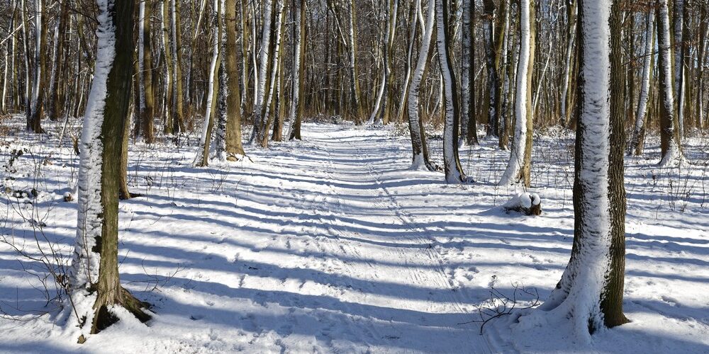 Beautiful winter day in the park or forest