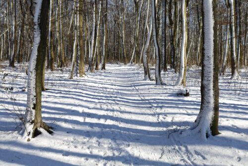 Beautiful winter day in the park or forest